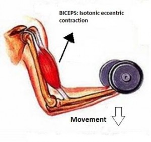 eccentric contraction